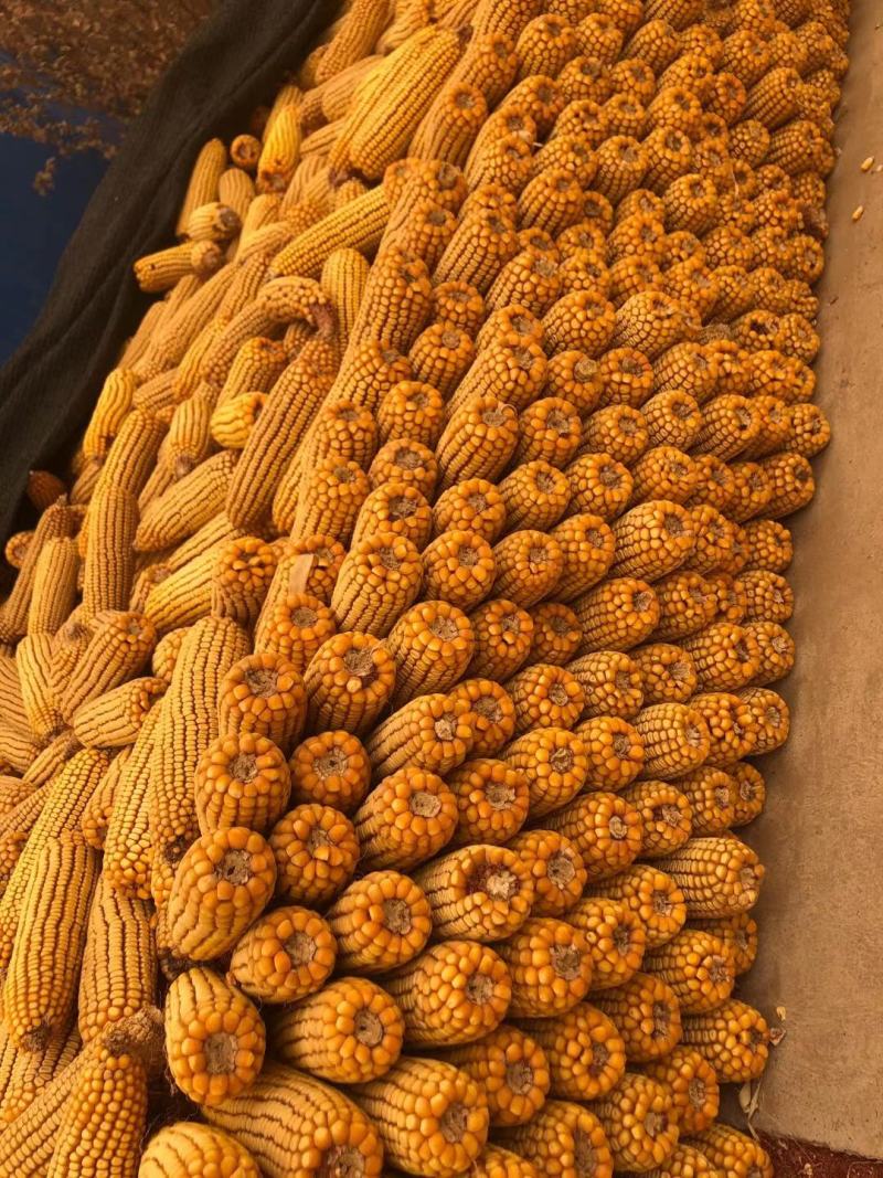 玉米甘肃干玉米水分%15左右产地一手货源