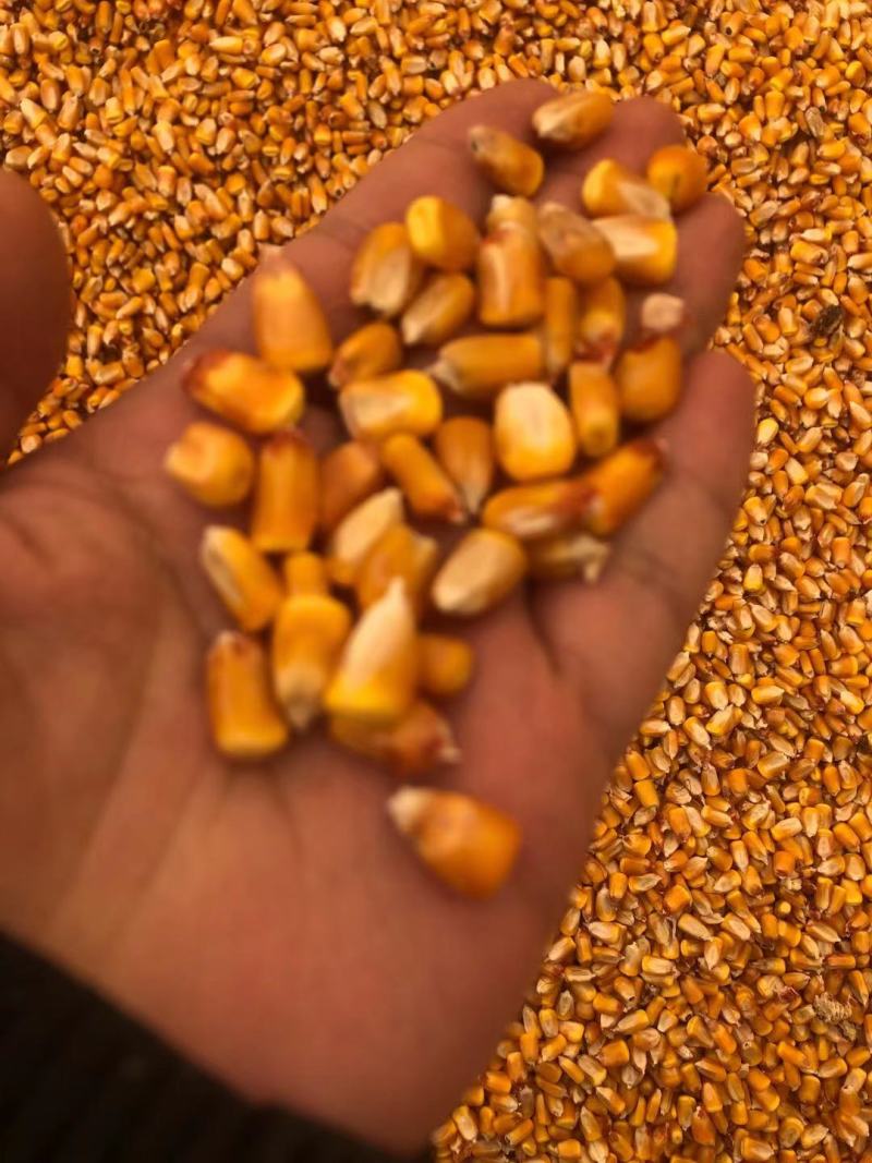 玉米甘肃干玉米水分%15左右产地一手货源