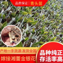嫁接湘蕾金银花青头苗，金银花苗，品种好存活率高