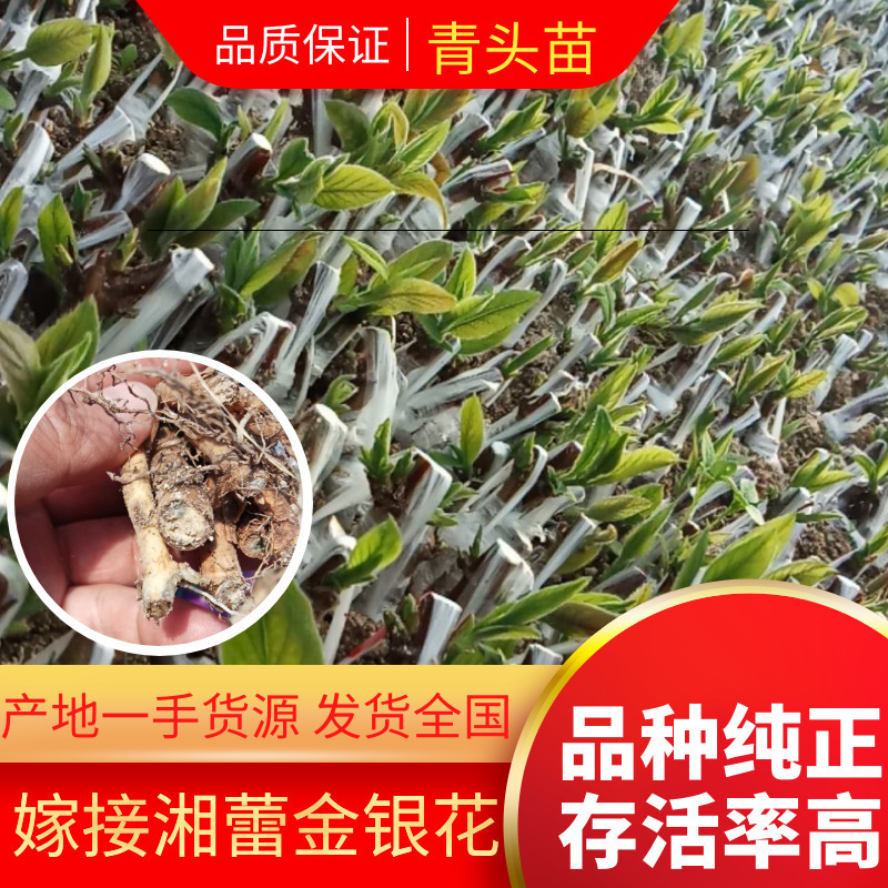 嫁接湘蕾金银花青头苗，金银花苗，品种好存活率高