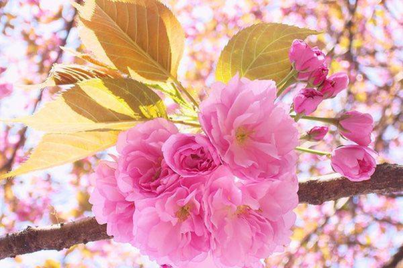 樱花苗江苏樱花苗产地直销品质保证包存活欢迎咨询