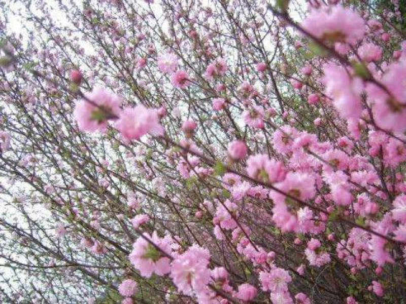 樱花苗江苏樱花苗产地直销品质保证包存活欢迎咨询