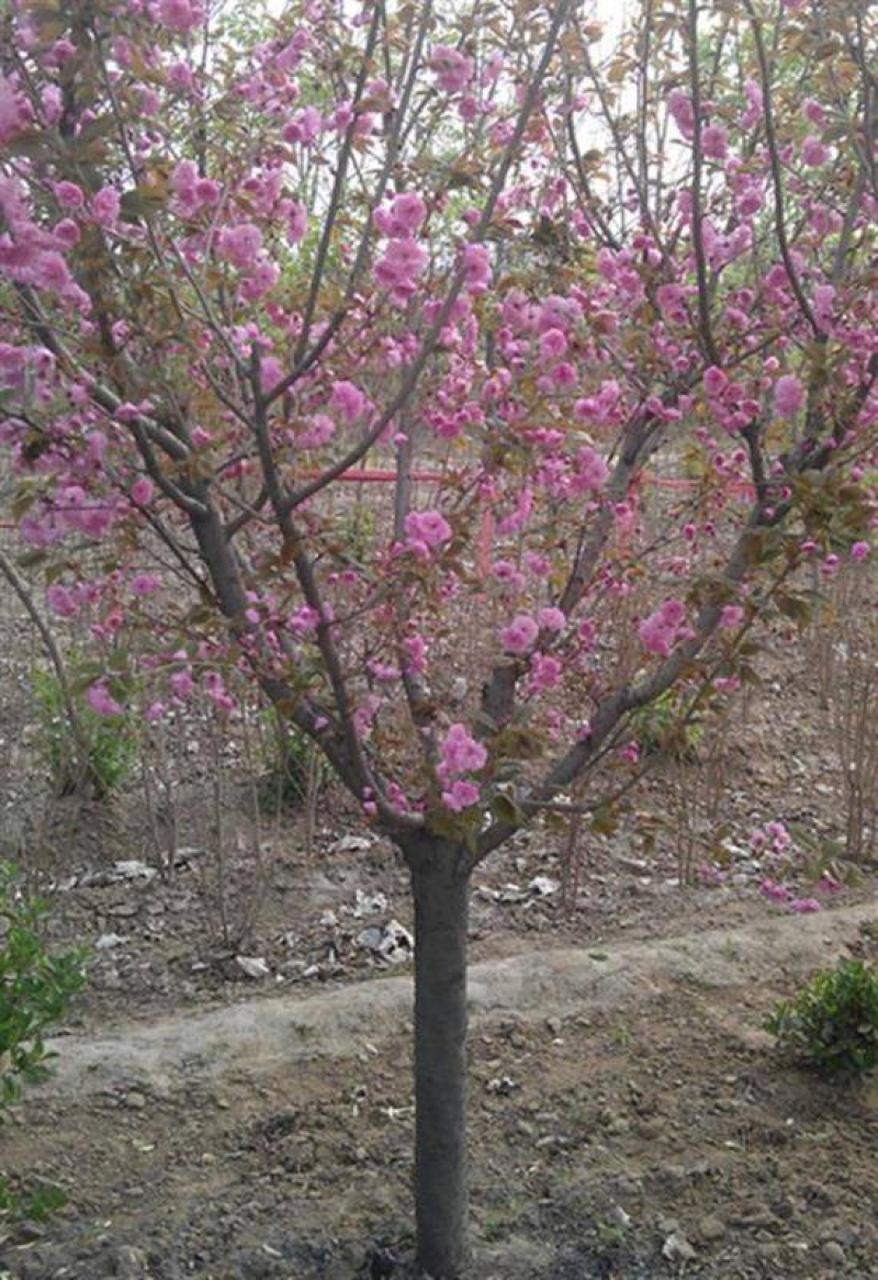 樱花苗江苏樱花苗产地直销品质保证包存活欢迎咨询