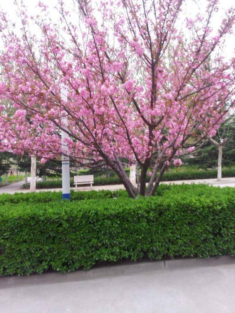 樱花苗江苏樱花苗产地直销品质保证包存活欢迎咨询