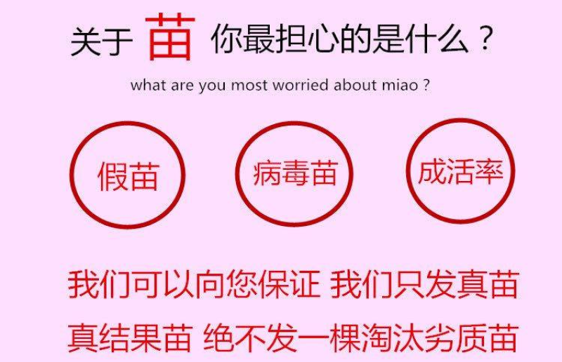 樱花苗江苏樱花苗产地直销品质保证包存活欢迎咨询