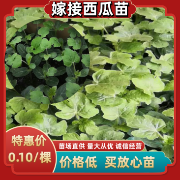 西瓜嫁接苗，西瓜直生苗强根苗，保证质量支持拿种子来代接