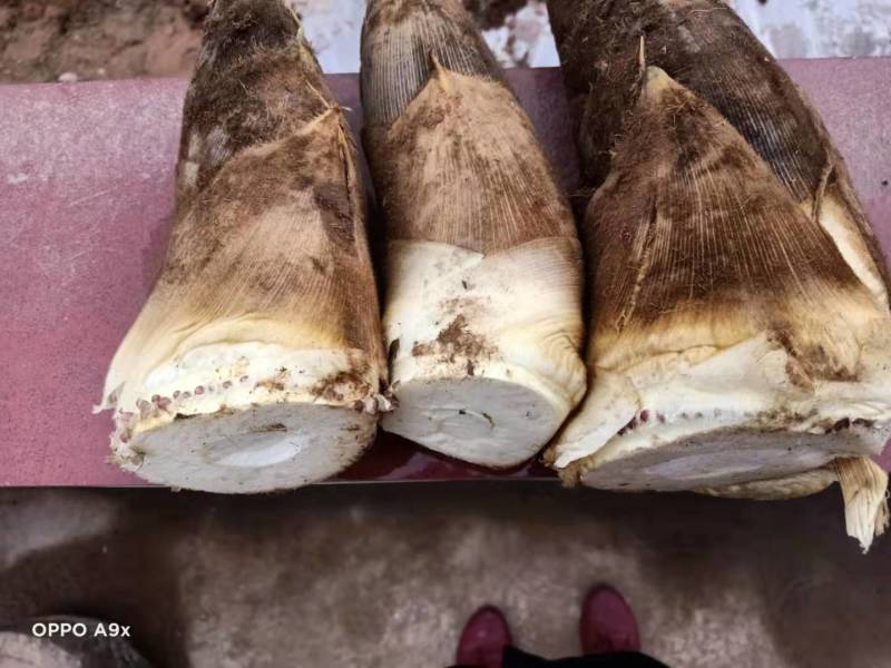 高山楠笋，大量上市价格便宜，欢迎各位老板下单，预订从速。