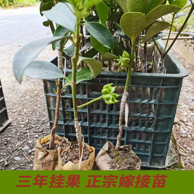 八角苗嫁接苗正宗高产三年结果基地直销量大优惠