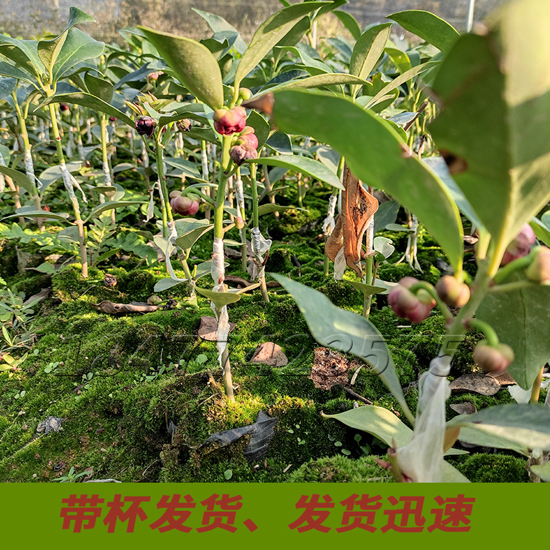 八角苗嫁接苗正宗高产三年结果基地直销量大优惠