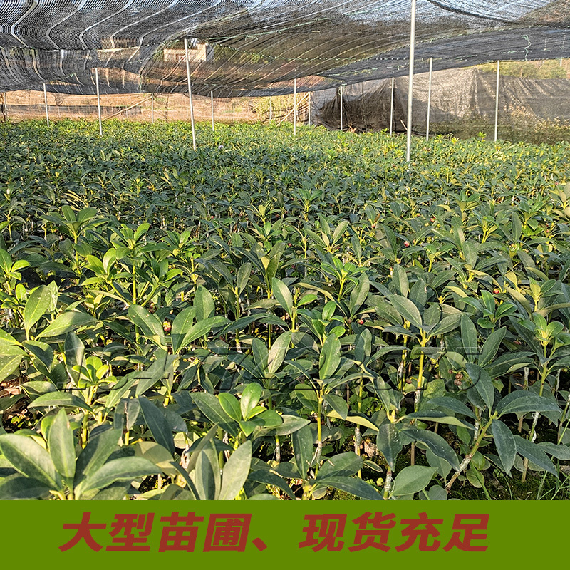 八角苗嫁接苗正宗高产三年结果基地直销量大优惠