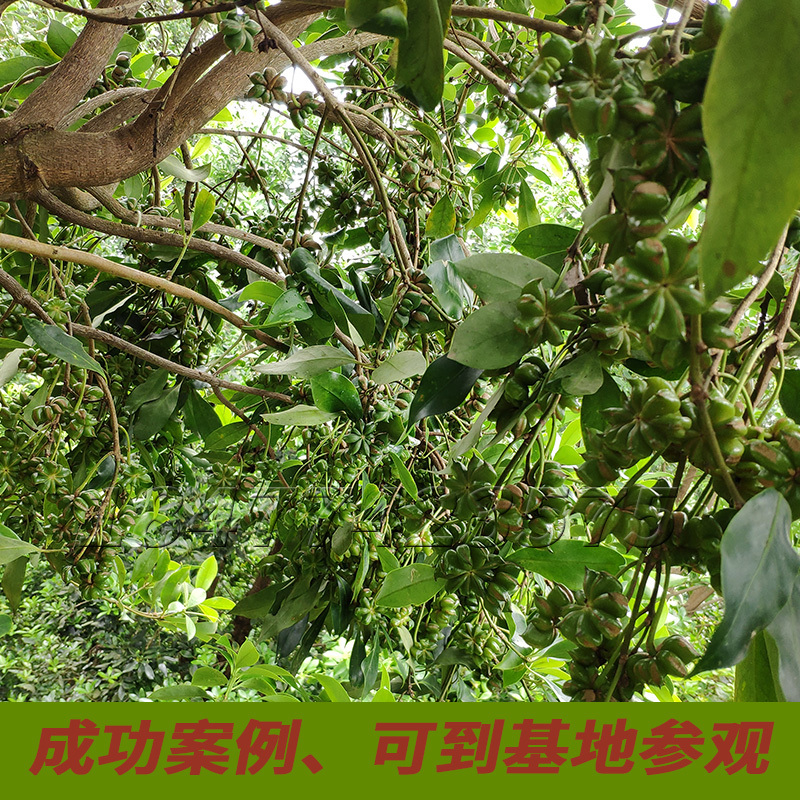 八角苗嫁接苗正宗高产三年结果基地直销量大优惠