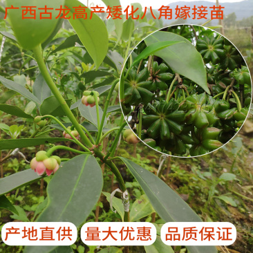 八角苗嫁接苗正宗高产三年结果基地直销量大优惠