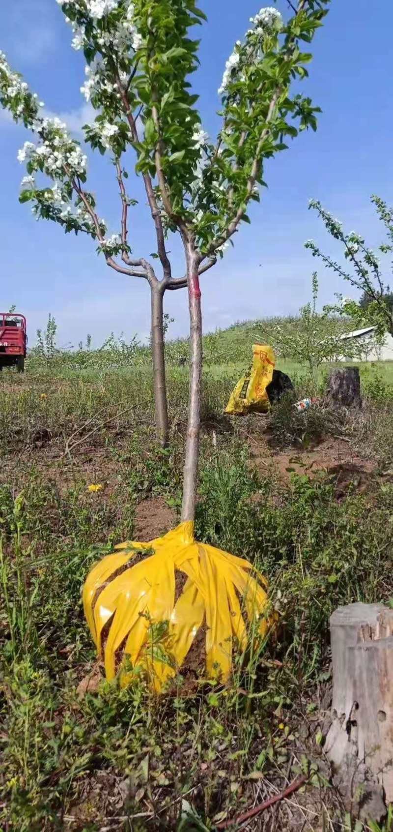 【假一罚十】苹果苗吉林苹果苗自家苗甫包存活包技术