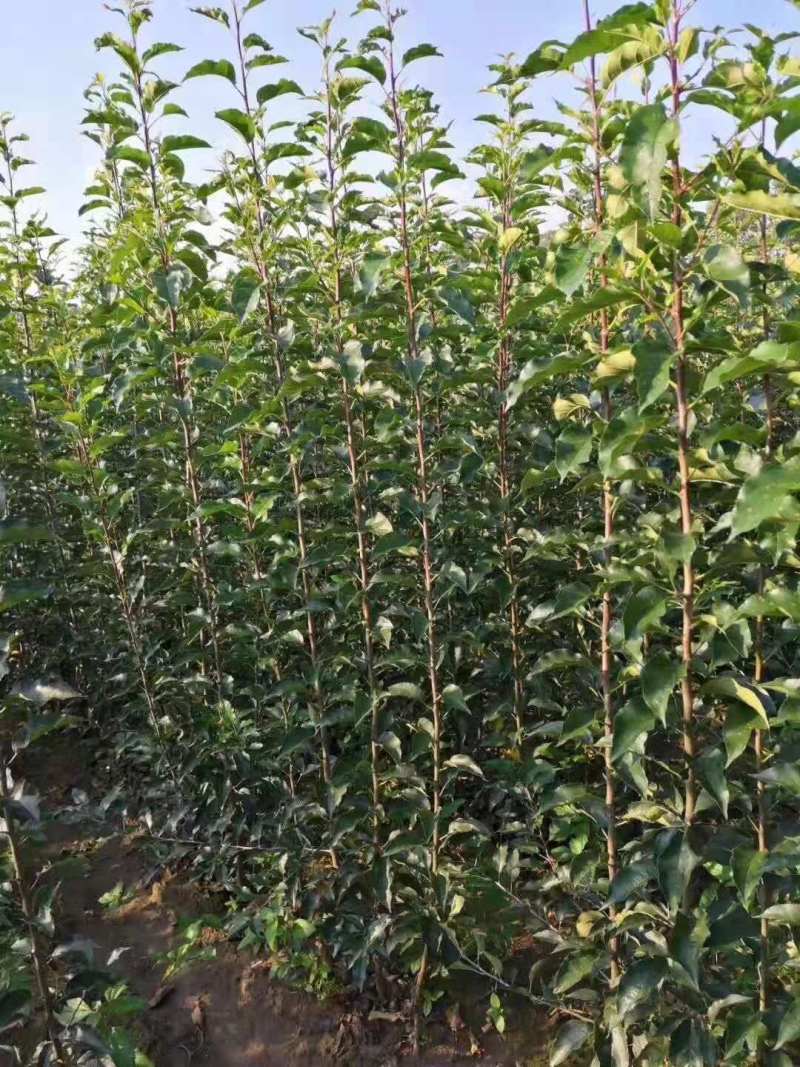 【假一罚十】苹果苗吉林苹果苗自家苗甫包存活包技术