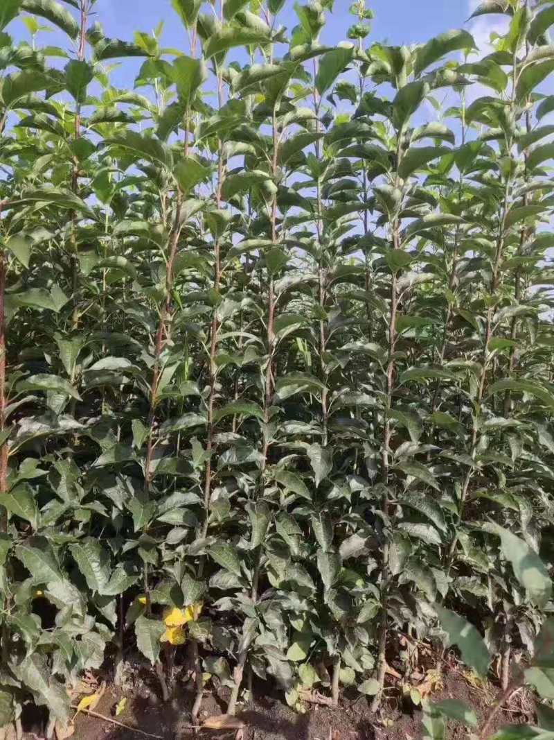 【假一罚十】苹果苗吉林苹果苗自家苗甫包存活包技术
