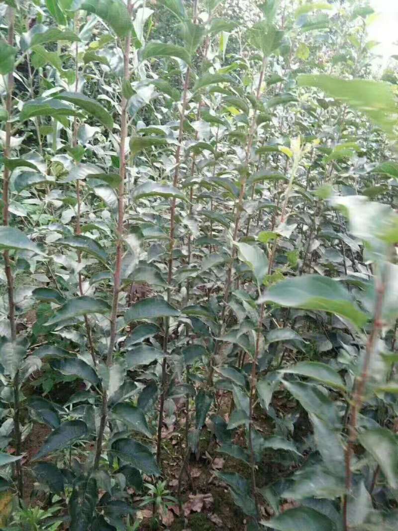 【假一罚十】苹果苗吉林苹果苗自家苗甫包存活包技术