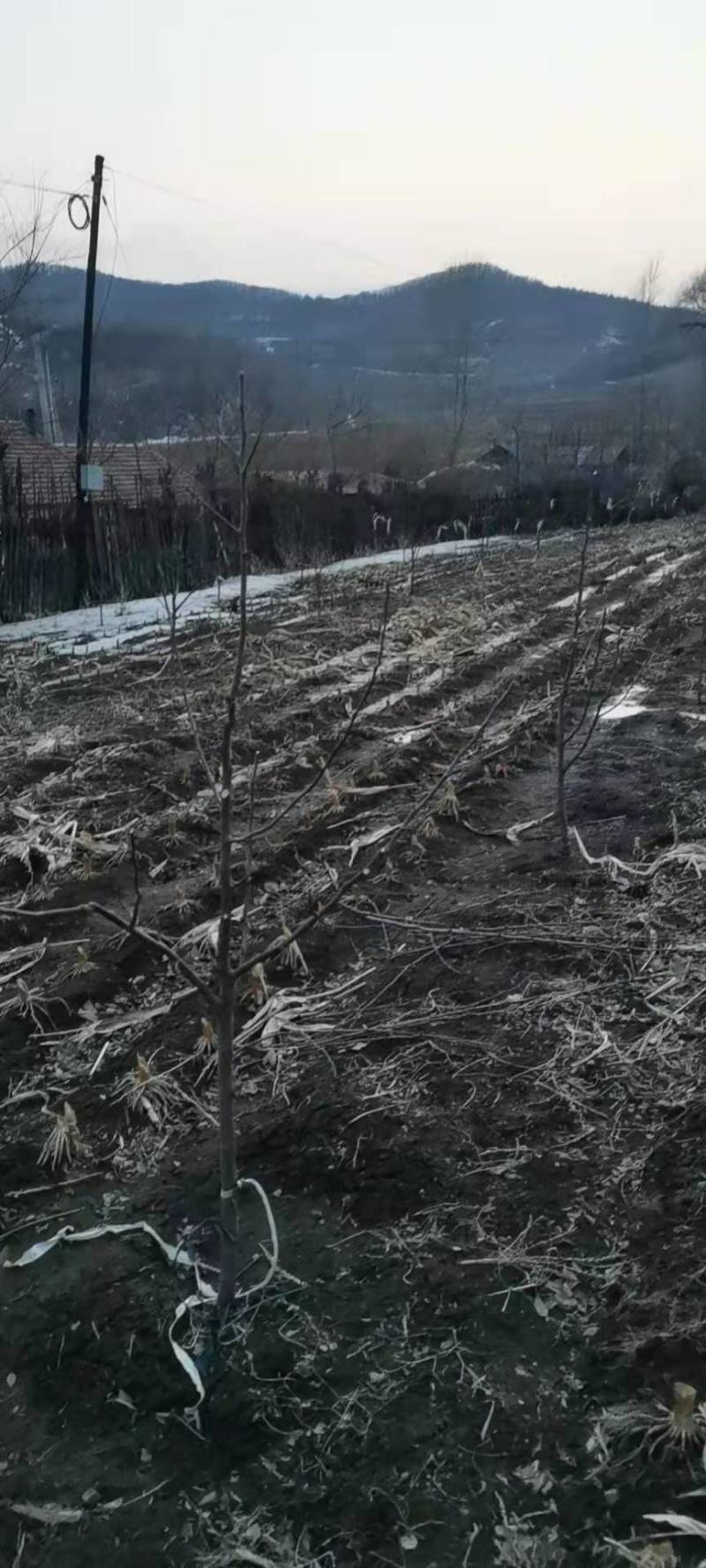 【假一罚十】苹果苗吉林苹果苗自家苗甫包存活包技术
