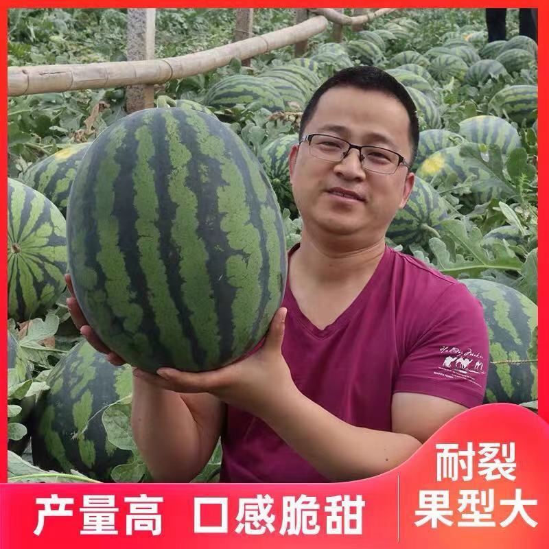 西瓜山东莘县西瓜大量上市，品种齐全，欢迎老板电话联系