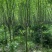 西湖海棠，规格齐全，量大价优，现看现挖，欢迎采购