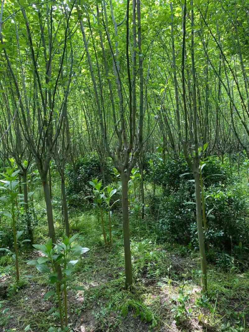 西湖海棠，规格齐全，量大价优，现看现挖，欢迎采购