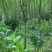 西湖海棠，规格齐全，量大价优，现看现挖，欢迎采购