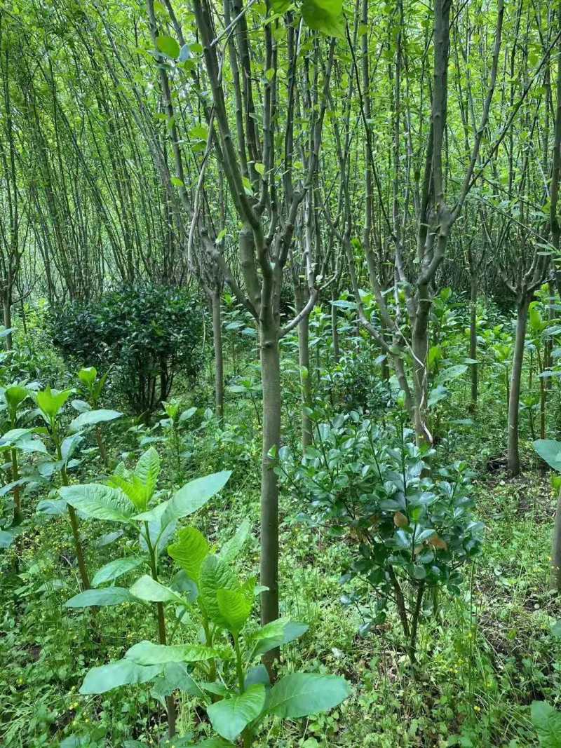 西湖海棠，规格齐全，量大价优，现看现挖，欢迎采购