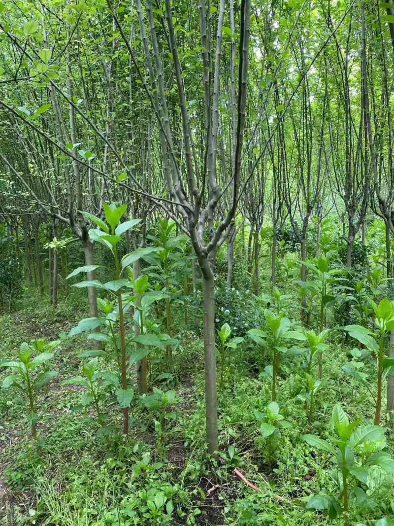 西湖海棠，规格齐全，量大价优，现看现挖，欢迎采购