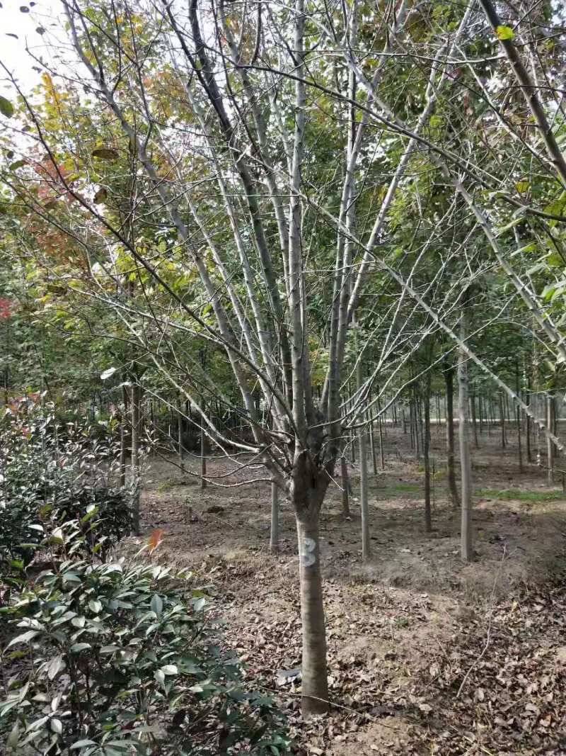 西湖海棠，规格齐全，量大价优，现看现挖，欢迎采购