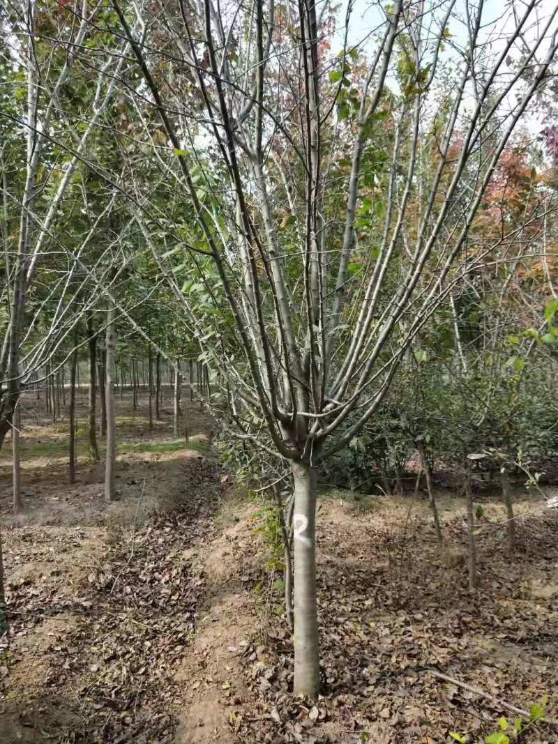 西湖海棠，规格齐全，量大价优，现看现挖，欢迎采购