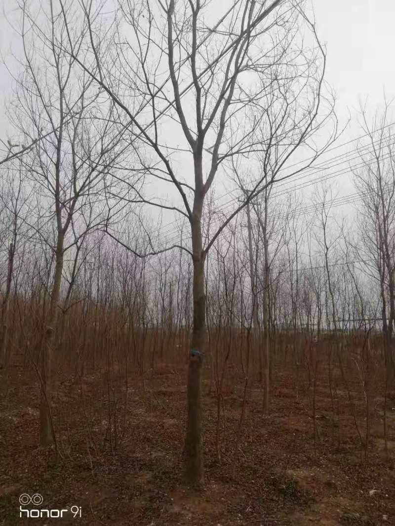 乌桕江苏乌桕，规格齐全，量大价优，价格低，欢迎选购