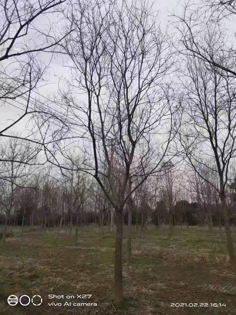 乌桕江苏乌桕，规格齐全，量大价优，价格低，欢迎选购