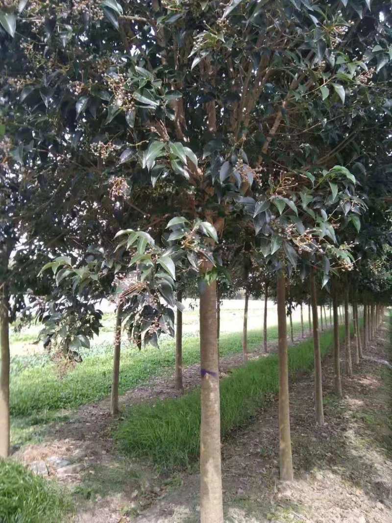 大叶女贞，规格齐全，价格低，苗圃现看，