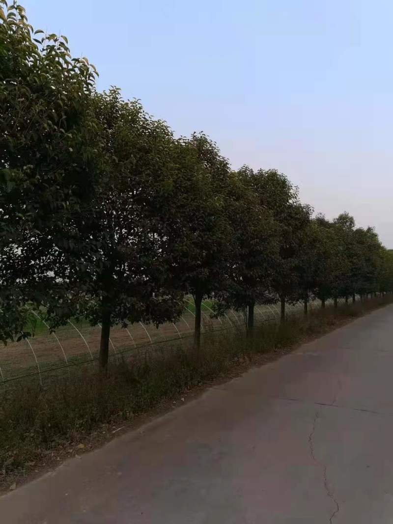 大叶女贞，规格齐全，价格低，苗圃现看，