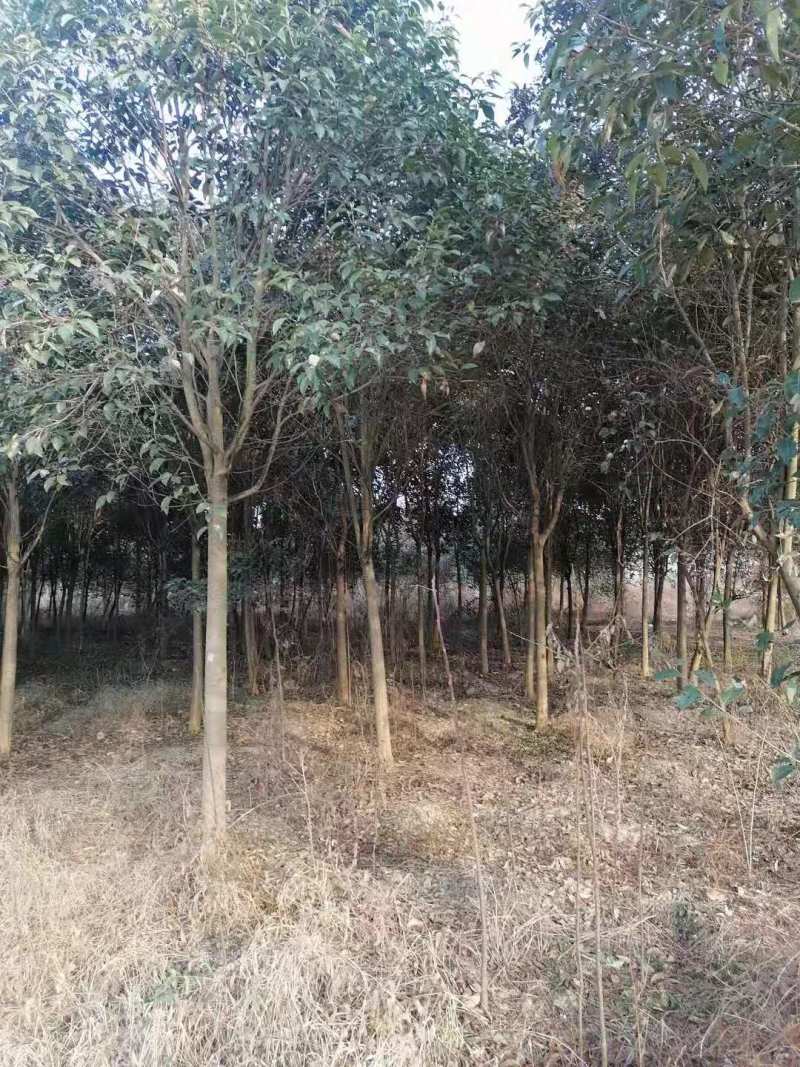 大叶女贞，规格齐全，价格低，苗圃现看，