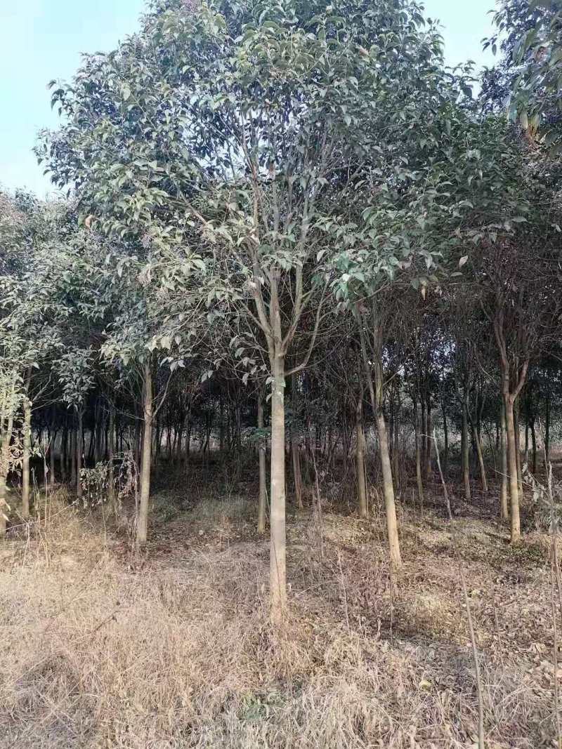 大叶女贞，规格齐全，价格低，苗圃现看，