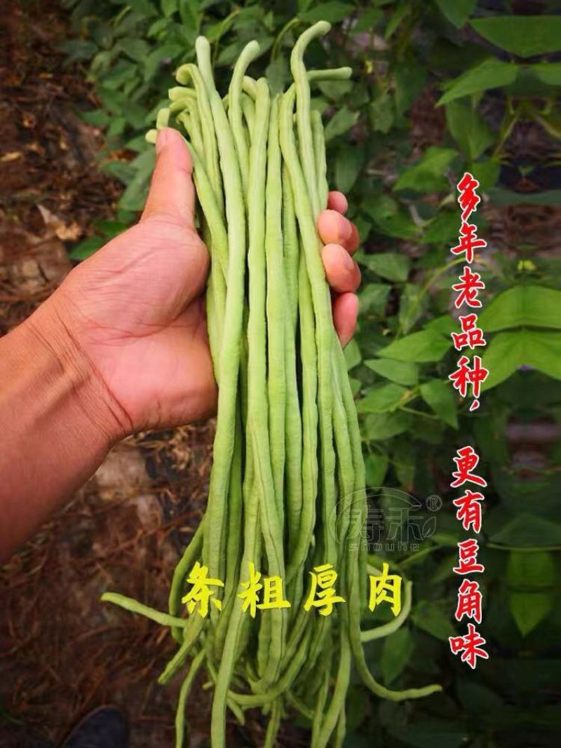 豆角山东聊城豆角优质豆角大量上市有要的老板电话联系