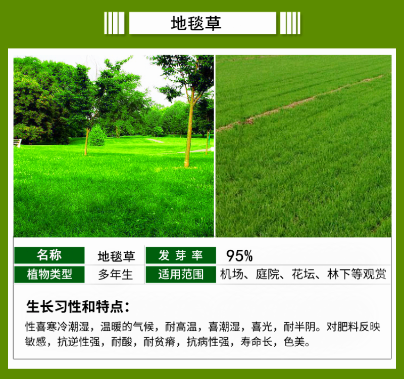 护坡草籽草坪种子马尼拉狗牙根草种籽四季常青种孑庭院绿化草