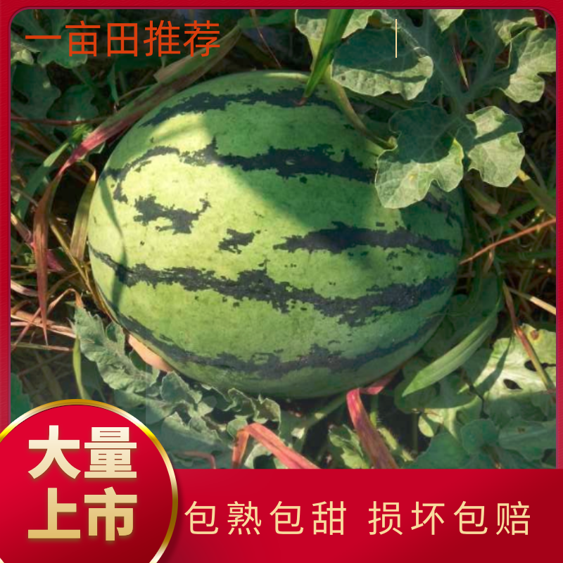 西瓜精品西瓜种植基地量大从优支持视频看货不熟包退