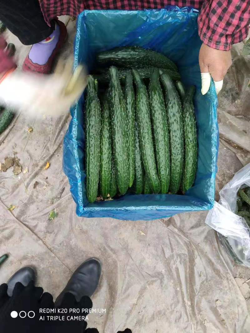 黄瓜精品密刺黄瓜万亩基地直销品质保障量大从优诚信经营