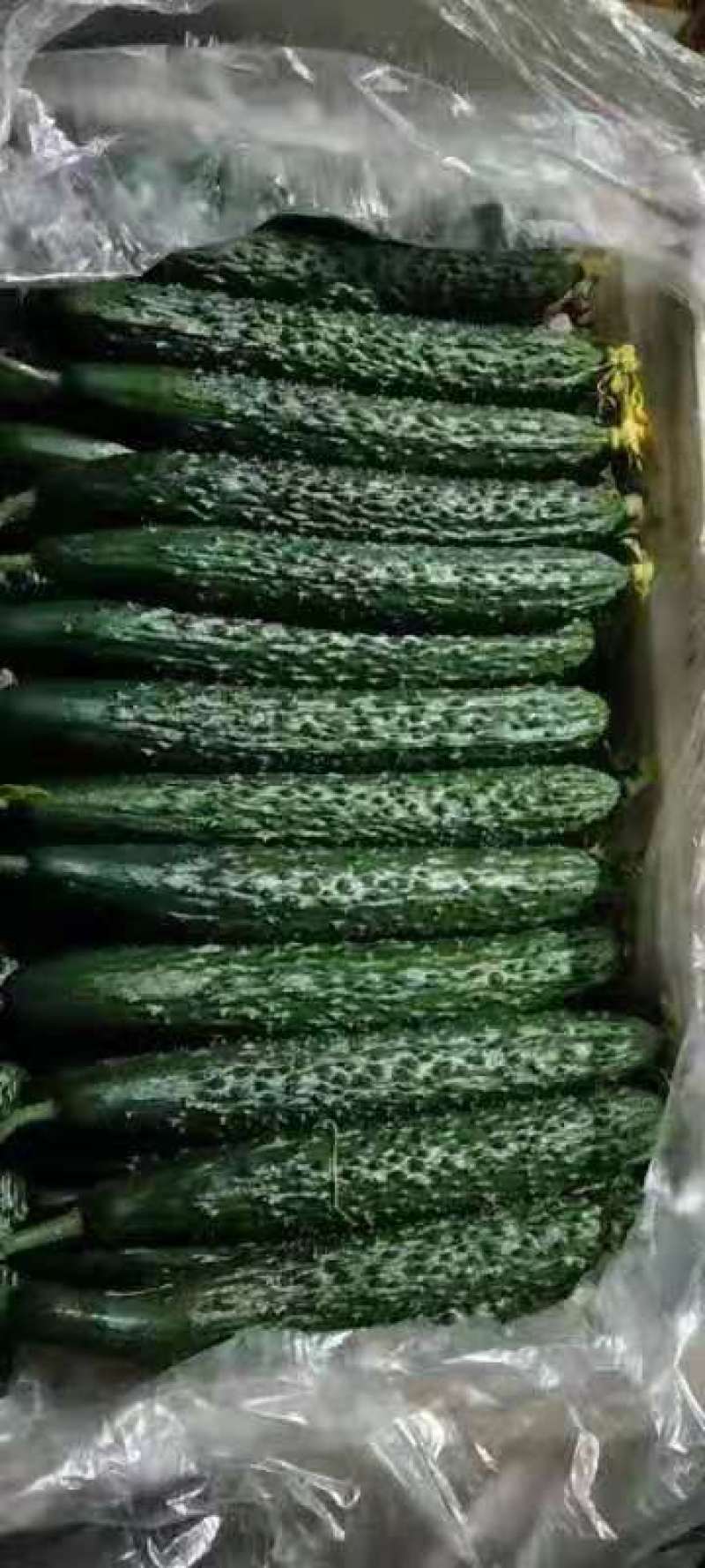 黄瓜精品密刺黄瓜万亩基地直销品质保障量大从优诚信经营
