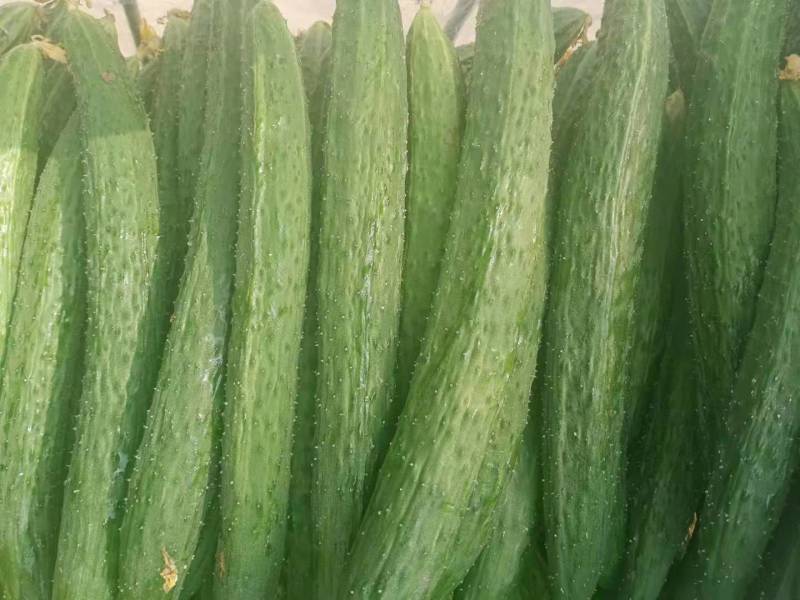黄瓜精品密刺黄瓜万亩基地直销品质保障量大从优诚信经营