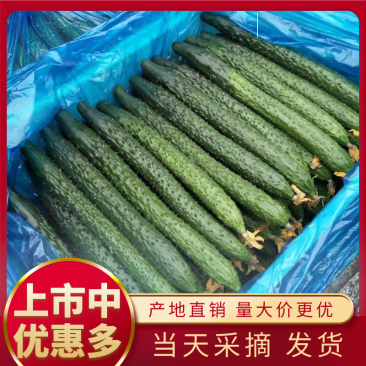 黄瓜精品密刺黄瓜万亩基地直销品质保障量大从优诚信经营