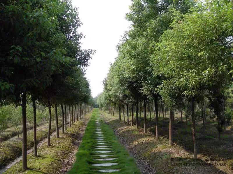 10-40公分香樟树四季常青夏季的驱蚊能手现挖