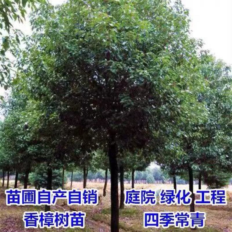 丛生香樟基地直发各种规格量大从优欢迎采购