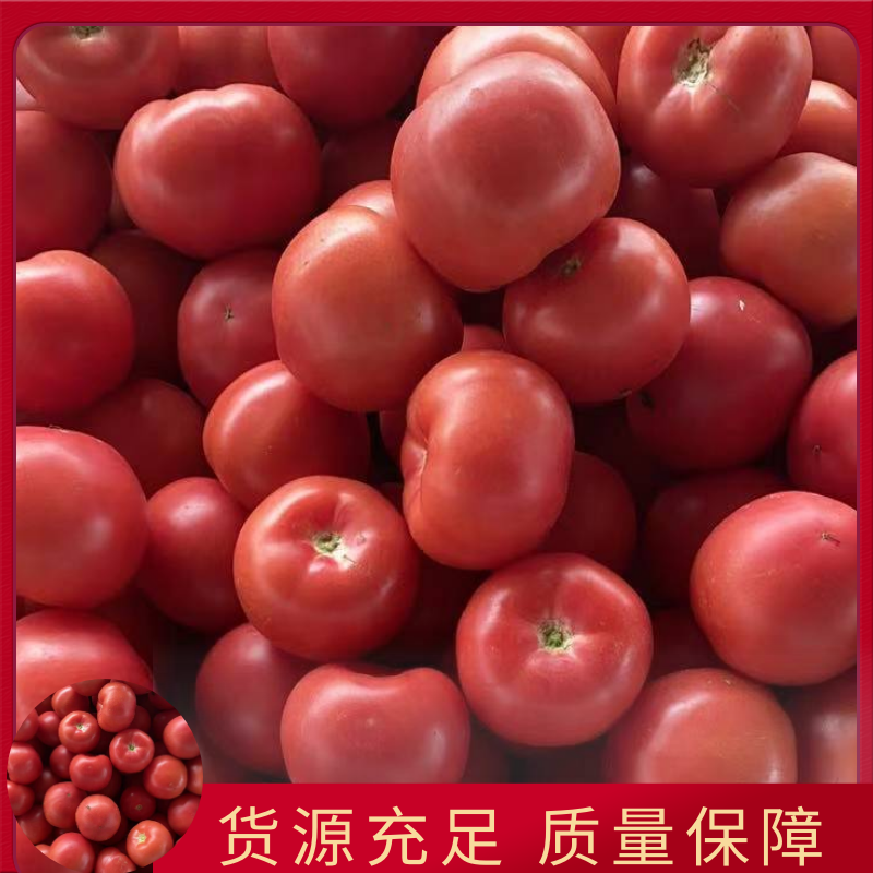[牛商优选]西红柿硬粉西红柿货源充足实力代办🍅