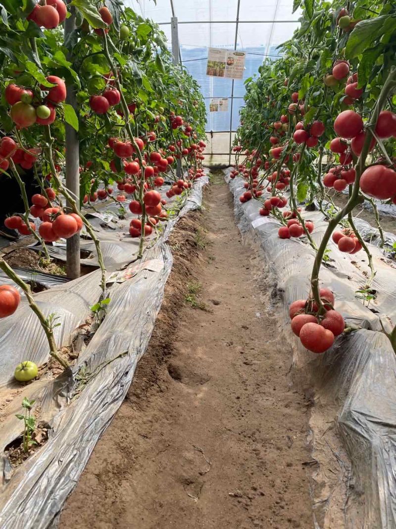 [牛商优选]西红柿硬粉西红柿货源充足实力代办🍅