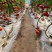 [牛商优选]西红柿硬粉西红柿货源充足实力代办🍅