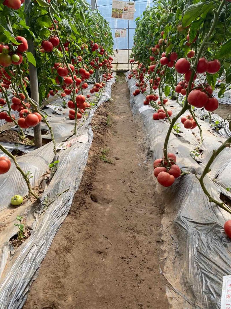 [牛商优选]西红柿硬粉西红柿货源充足实力代办🍅