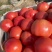 [牛商优选]西红柿硬粉西红柿货源充足实力代办🍅