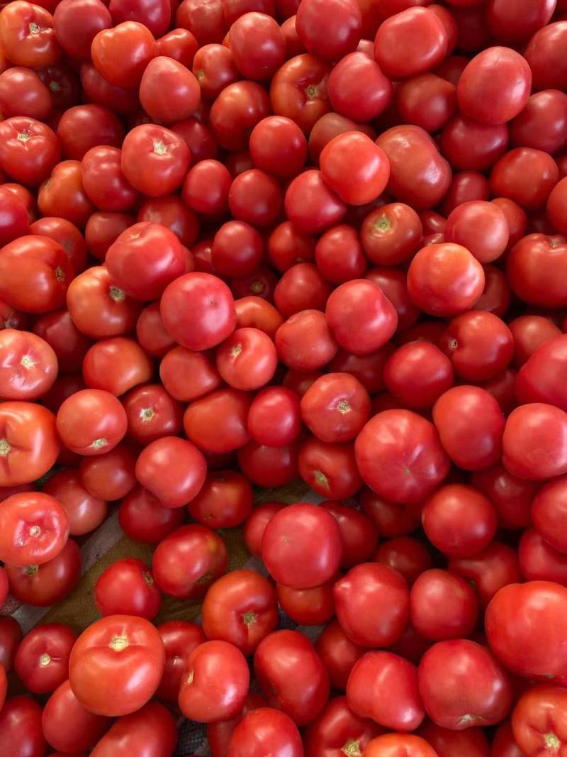 [牛商优选]西红柿硬粉西红柿货源充足实力代办🍅